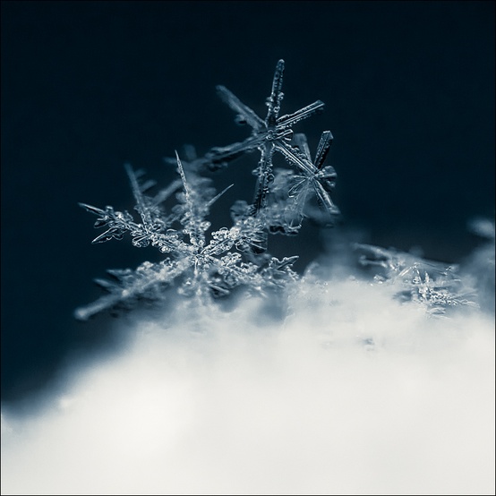 Photo:  Snowflakes 1